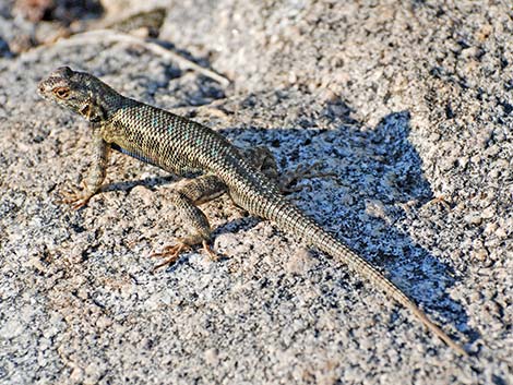 Sierra Fence Lizard (Sceloporus occidentalis taylori)