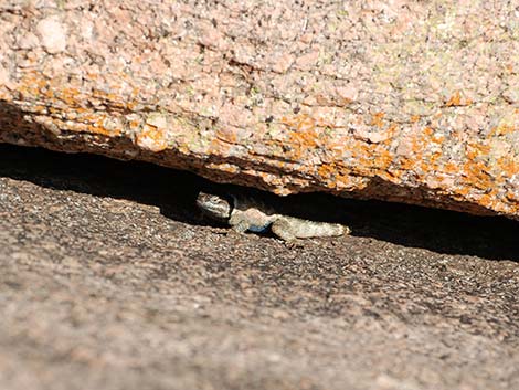 Crevice Spiny Lizard (Sceloporus poinsettii)