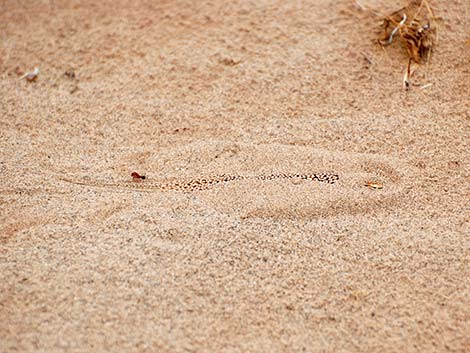 Mojave Fringe-toed Lizard (Uma scoparia)