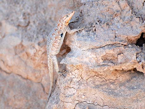 Side-blotched Lizard (Uta stansburiana)