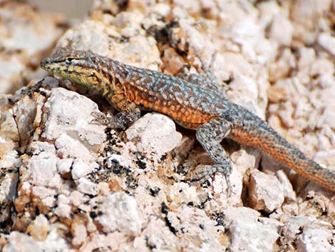 Common Side-blotched Lizard (Uta stansburiana)