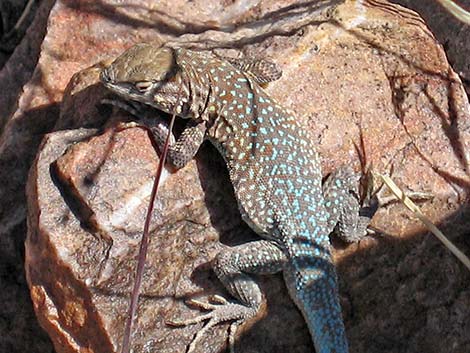 Common Side-blotched Lizard (Uta stansburiana)