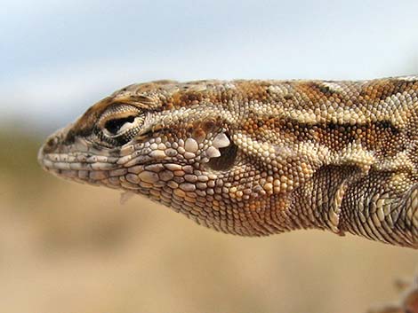 Side-blotched Lizard (Uta stansburiana)