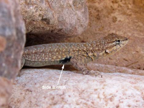 Common Side-blotched Lizard (Uta stansburiana)