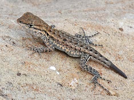 Common Side-blotched Lizard (Uta stansburiana)