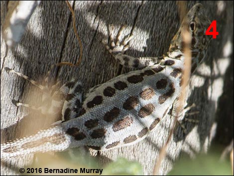 Common Side-blotched Lizard (Uta stansburiana)