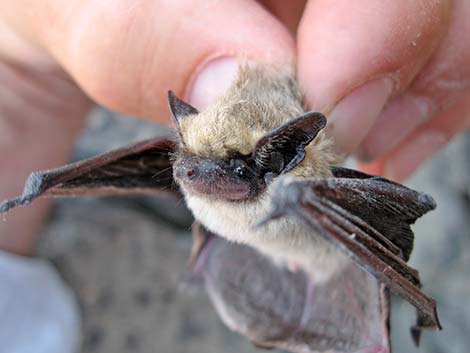 Canyon Bat (Pipistrellus hesperus)