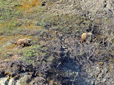 Grizzly Bear (Ursus arctos horribilis)