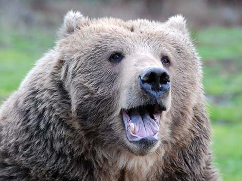 Grizzly Bear (Ursus arctos horribilis)