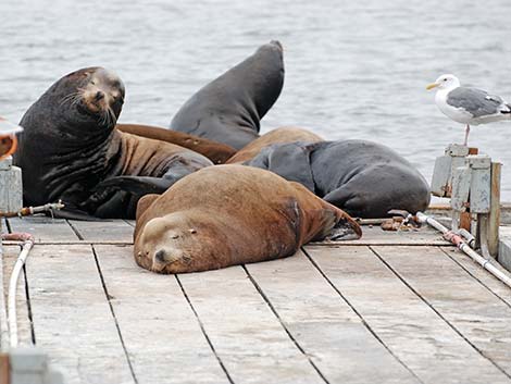 California Sea Lion (Zalophus californicus)