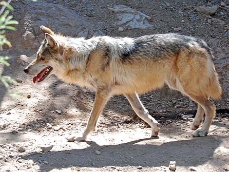 Mexican Wolf (Canis lupus baileyi)