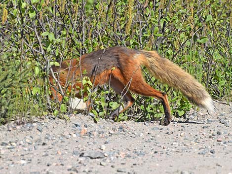 Red Fox (Vulpes vulpes)