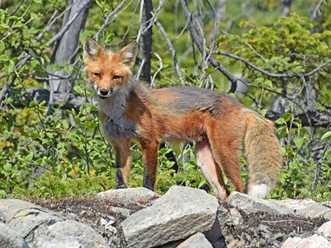 Red Fox (Vulpes vulpes)