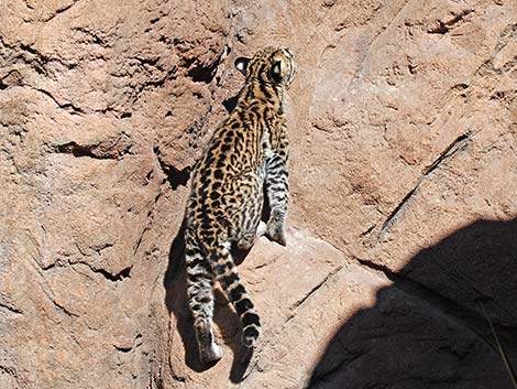 Ocelot (Leopardus pardalis)