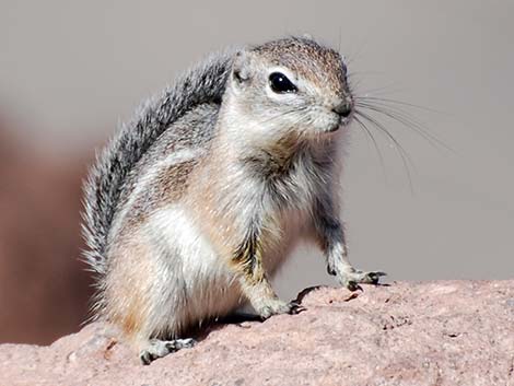 Harris' Antelope Squirrel (Ammospermophilus harrisii)