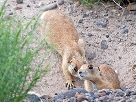 Utah Prairie Dog (Cynomys parvidens)