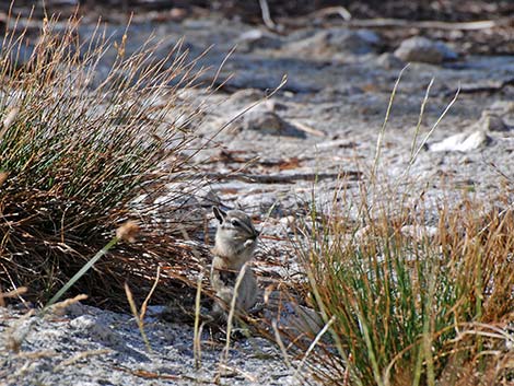 Alpine Chipmunk (Neotamias alpinus)