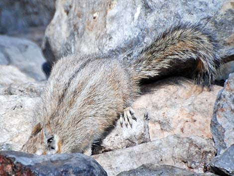 Cliff Chipmunk (Neotamias dorsalis grinnelli)