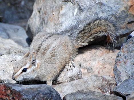 Cliff Chipmunk (Neotamias dorsalis)