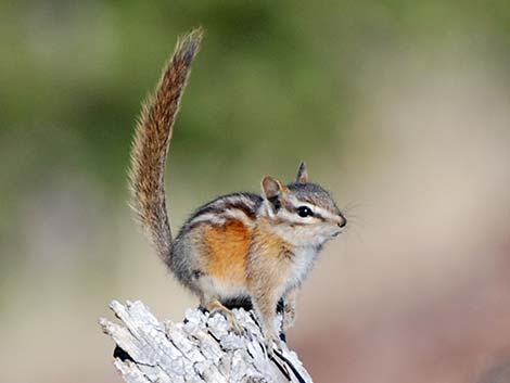 Least Chipmunk (Neotamias minimus)