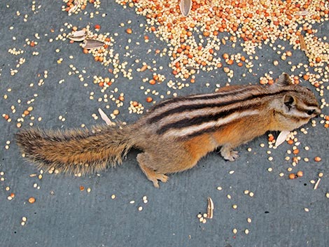 Colorado Chipmunk (Neotamias quadrivittatus)