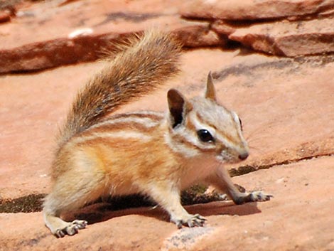 Hopi Chipmunk (Neotamias rufus)