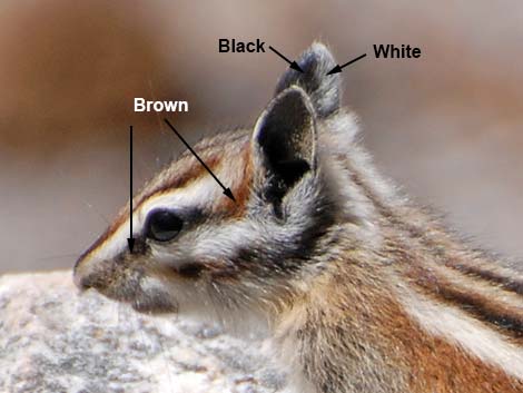 Lodgepole Chipmunk (Neotamias speciosus)