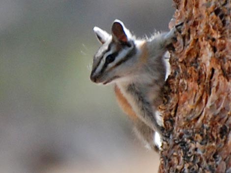 Lodgepole Chipmunk (Neotamias speciosus)