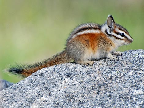 Lodgepole Chipmunk (Neotamias speciosus)