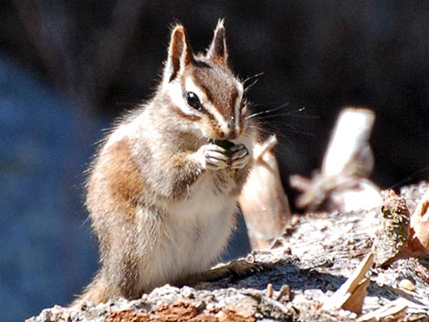 Lodgepole Chipmunk (Neotamias speciosus)