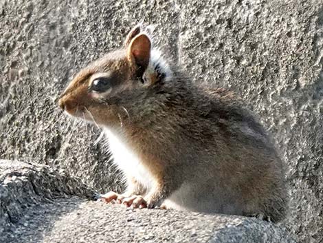 Townsend's Chipmunk (Neotamias townsendii)