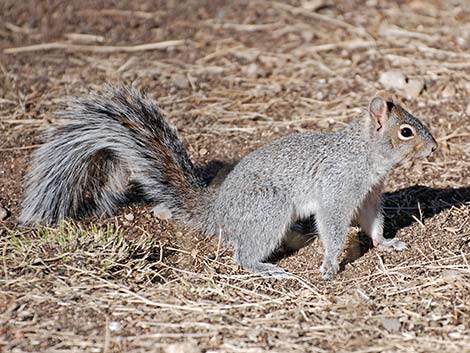 Arizona Gray Squirrel (Sciurus arizonensis)