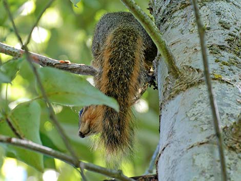 Fox Squirrel (Sciurus niger)