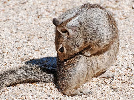 California Ground Squirrel (Otospermophilus beecheyi)