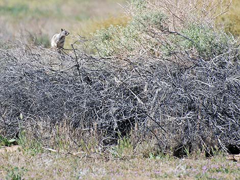 California Ground Squirrel (Otospermophilus beecheyi)