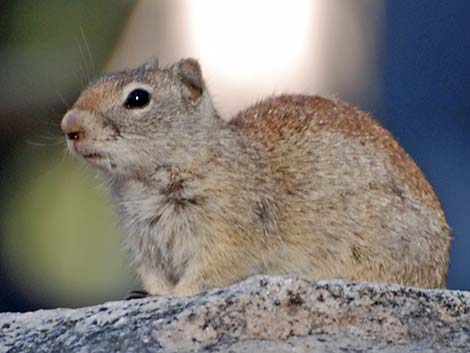 Belding's Ground Squirrel (Urocitellus beldingi)