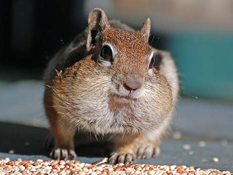 Golden-mantled Ground Squirrel (Callospermophilus lateralis)