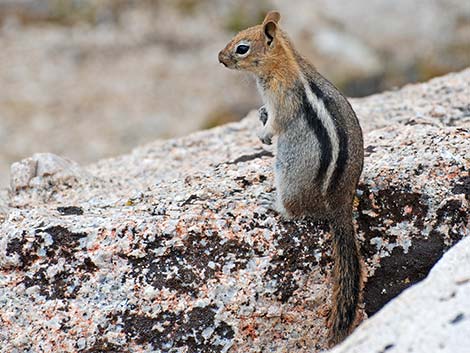 Golden-mantled Ground Squirrel (Callospermophilus lateralis)