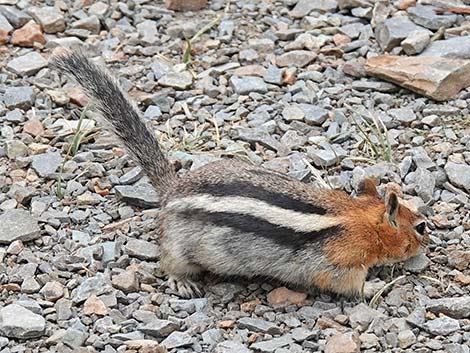 Golden-mantled Ground Squirrel (Callospermophilus lateralis)