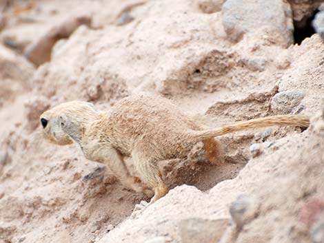 Round-tailed Ground Squirrel (Xerospermophilus tereticaudus)