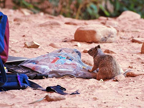 Rock Squirrel (Otospermophilus variegatus)