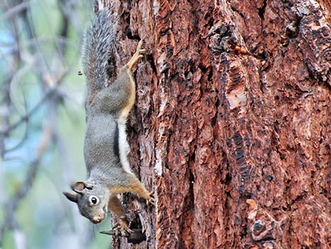 Douglas' Squirrel (Tamiasciurus douglasii)