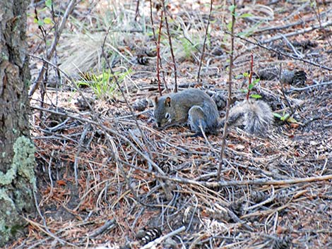 Red Squirrel (Tamiasciurus hudsonicus)