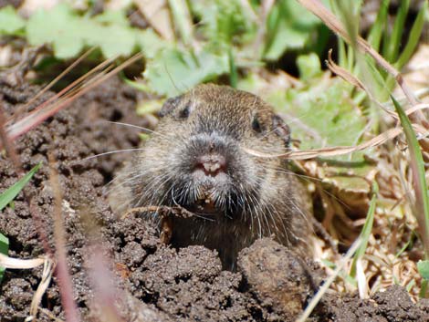 Valley Pocket Gopher (Thomomys bottae)