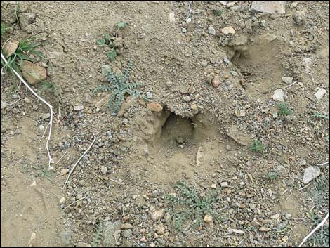 Merriam's Kangaroo Rat (Dipodomys merriami)