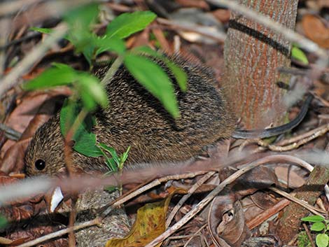 Hispid Cotton Rat (Sigmodon hispidus)