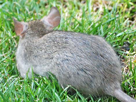 Black Rat (Rattus rattus)