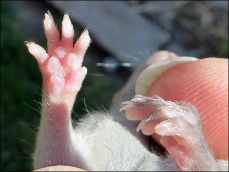 Black Rat (Rattus rattus)