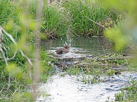 Coypu Nutria (Myocastor coypus)