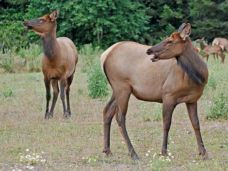 elk (wapiti) (Cervus canadensis)